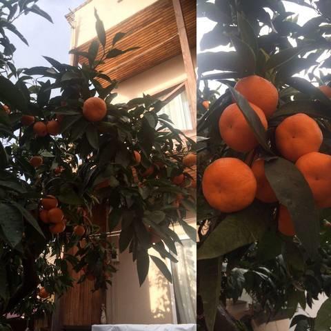 Gostevoy Dom Samir Hotel Gagra Esterno foto
